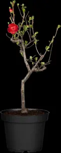 Chaenomeles japonica - 40-50 CM C2 - image 4