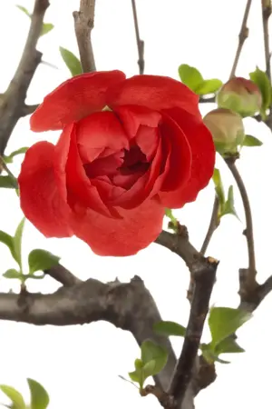 Chaenomeles spec. 'Friesdorfer' - 80-100 CM C20 3 CANE - image 1