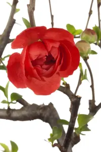 Chaenomeles spec. 'Friesdorfer'