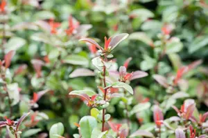 Chaenomeles spec. 'Friesdorfer' - 80-100 CM C20 3 CANE - image 4