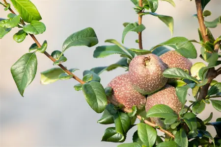Chaenomeles spec. 'Friesdorfer' - 80-100 CM C20 3 CANE - image 2