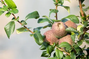 Chaenomeles spec. 'Friesdorfer' - 80-100 CM C20 3 CANE - image 2