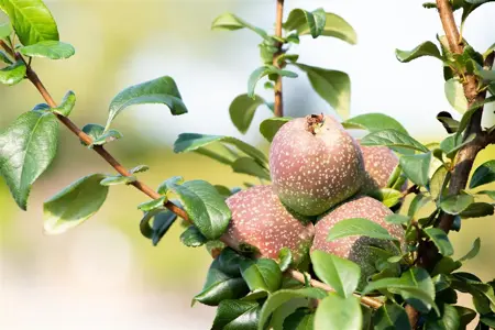 Chaenomeles spec. 'Friesdorfer' - 80-100 CM C20 3 CANE - image 3