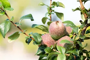 Chaenomeles spec. 'Friesdorfer' - 80-100 CM C20 3 CANE - image 3