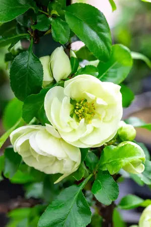 Chaenomeles spec. 'Kinshiden' - 100-125 CM C20 3 CANE - image 3