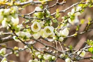 Chaenomeles spec. 'Kinshiden'