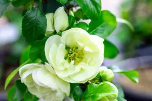 Chaenomeles spec. 'Kinshiden' - 100-125 CM C20 3 CANE - image 2
