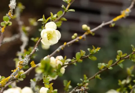 Chaenomeles spec. 'Nivalis' - 2 Ltr, 3 canes