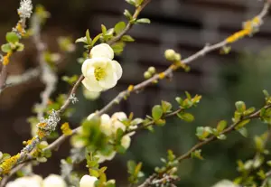 Chaenomeles spec. 'Nivalis' - P9