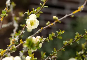 Chaenomeles spec. 'Nivalis' - 10 Ltr pot