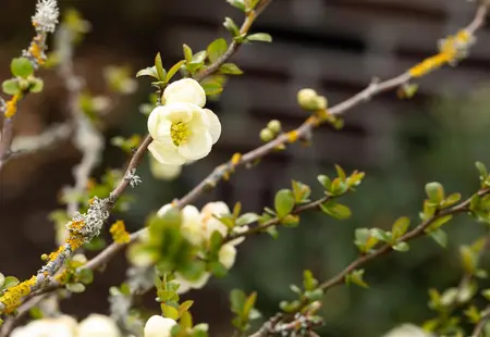 Chaenomeles spec. 'Nivalis' - 125-150 CM C20 3 CANE