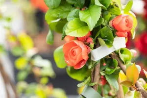 Chaenomeles spec. 'Orange Storm'