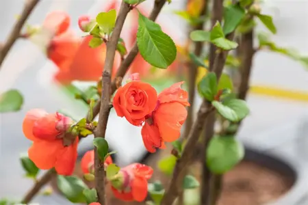 Chaenomeles spec. 'Orange Storm' - 3 Ltr pot - image 2