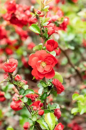 Chaenomeles spec. 'Scarlet Storm' - 60-80 CM C10 - image 5