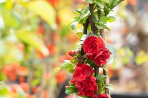 Chaenomeles spec. 'Scarlet Storm'