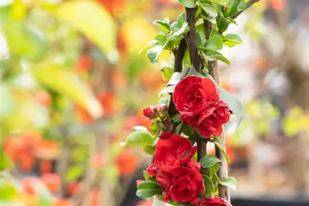 Chaenomeles spec. 'Scarlet Storm' - 60-80 CM C10 - image 1
