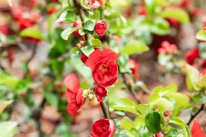 Chaenomeles spec. 'Scarlet Storm' - 60-80 CM C10 - image 3