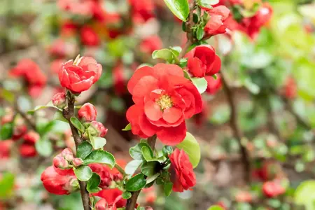 Chaenomeles spec. 'Scarlet Storm' - 60-80 CM C10 - image 4