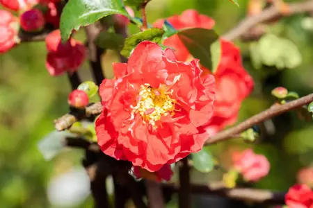 Chaenomeles spec. 'Scarlet Storm' - 80-100 CM C12 - image 2