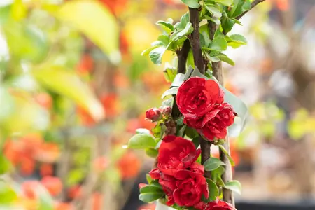Chaenomeles spec. 'Scarlet Storm' - 125-150 CM C18 - image 1