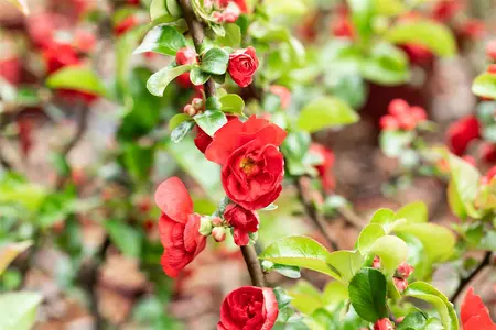 Chaenomeles spec. 'Scarlet Storm' - 125-150 CM C18 - image 3