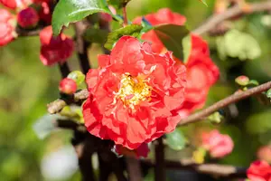 Chaenomeles spec. 'Scarlet Storm' - 80-100 CM C15 - image 2