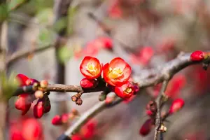 Chaenomeles sup. 'Crimson and Gold'