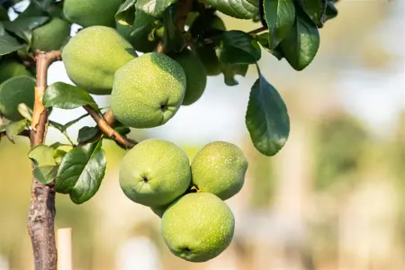 Chaenomeles sup. 'Crimson and Gold' - 50-60 CM C10 - image 2