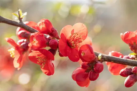 Chaenomeles sup. 'Etna' - 3 Ltr pot
