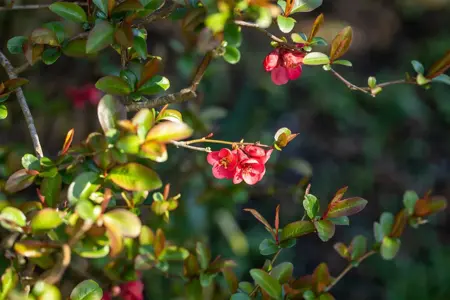 Chaenomeles sup. 'Fascination' - P10.5