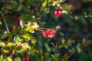 Chaenomeles sup. 'Fascination'