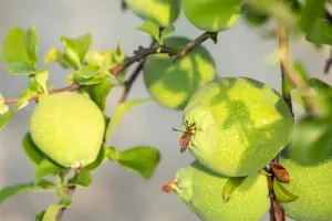 Chaenomeles sup. 'Jet Trail' - 2 Ltr pot - image 3