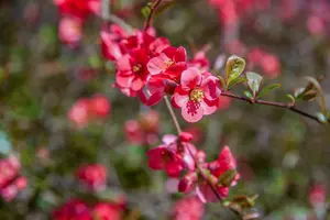 Chaenomeles sup. 'Jet Trail' - 10 Ltr pot