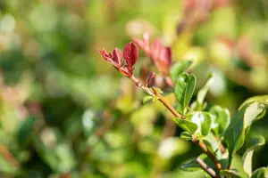 Chaenomeles sup. 'Jet Trail' - 2 Ltr pot - image 2
