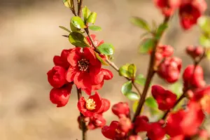 Chaenomeles sup. 'Nicoline' - 100-125 CM C20 3 CANE