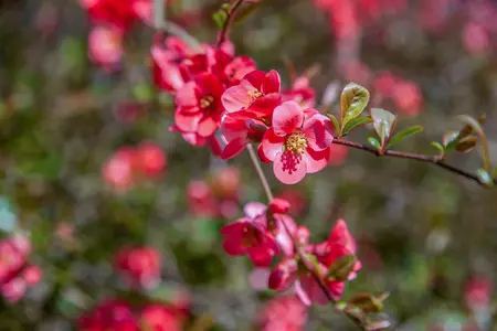 Chaenomeles sup. 'Texas Scarlet' - 40-50 CM C5