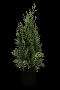 CHAM l COLUMNARIS  GLAUCA 3L - image 2