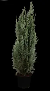 CHAM l COLUMNARIS  GLAUCA