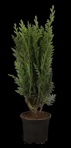 CHAM l ELLWOODS GOLD