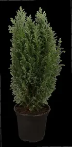 CHAM l ELLWOODS GOLD 3L - image 3