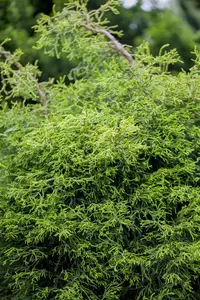 CHAM p SUNGOLD 3L - image 2