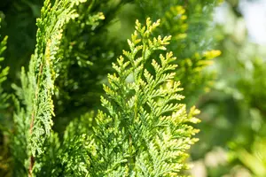 Chamaecyparis l. 'Alumigold' - 80-100 CM PON PON C18 - image 2