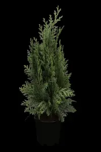 Chamaecyparis l. 'Columnaris' - 140-160 CM RB - image 2
