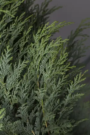 Chamaecyparis l. 'Columnaris' - 225-250 CM RB - image 4