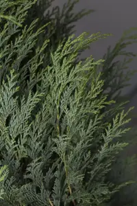Chamaecyparis l. 'Columnaris' - 250-275 CM RB - image 4