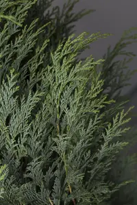 Chamaecyparis l. 'Columnaris'