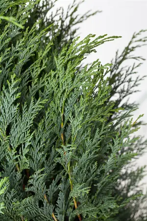 Chamaecyparis l. 'Columnaris' - LINERS 32 CEL TRAY P7 SIZE - image 2