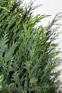 Chamaecyparis l. 'Columnaris' - LINERS 32 CEL TRAY P7 SIZE - image 2