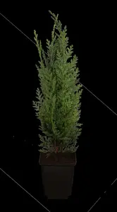 Chamaecyparis l. 'Columnaris' - 100-125 CM RB - image 3