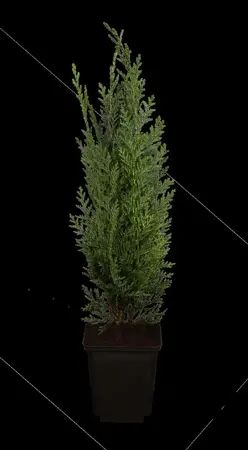Chamaecyparis l. 'Columnaris' - 140-160 CM RB - image 3